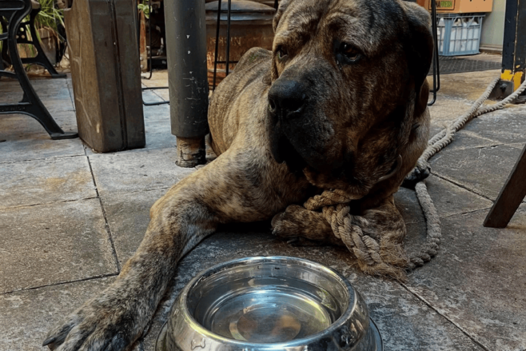 Moore Moore 15 900600 14 768x512