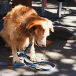 Roadhouse Byron Bay 3 150x150