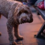 Roadhouse Byron Bay 5 150x150