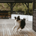 The Lodge Dogs 900600 12 150x150