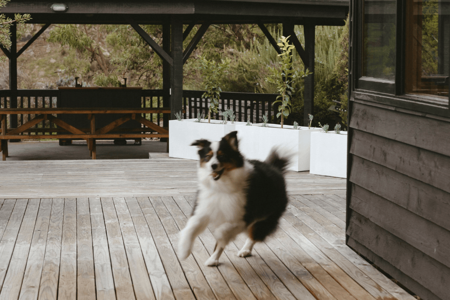 The Lodge Dogs 900600 12