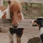 The Lodge Dogs 900600 13 150x150