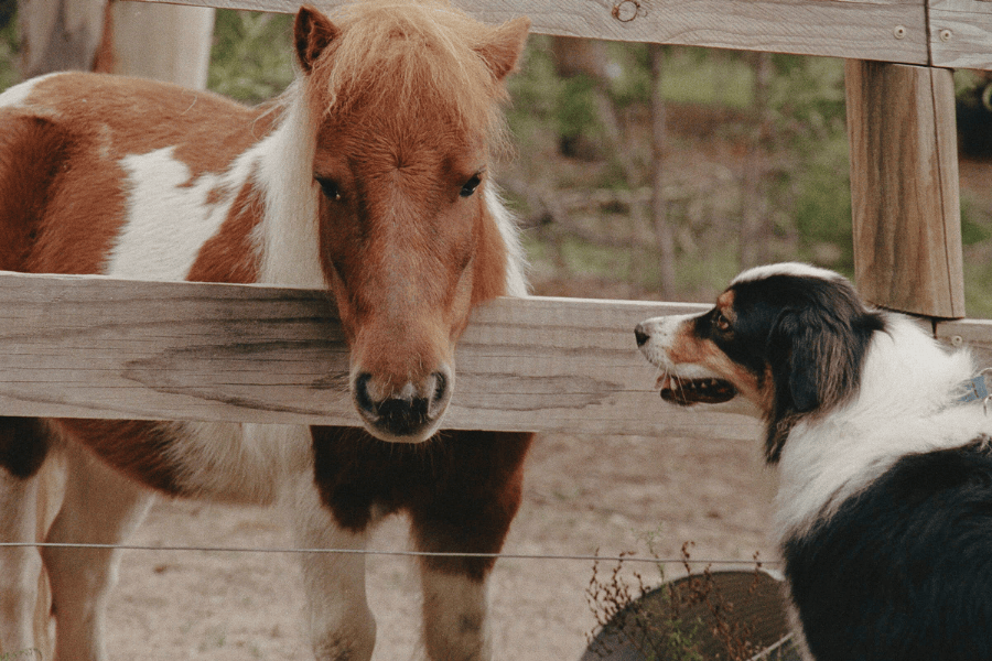 The Lodge Dogs 900600 13