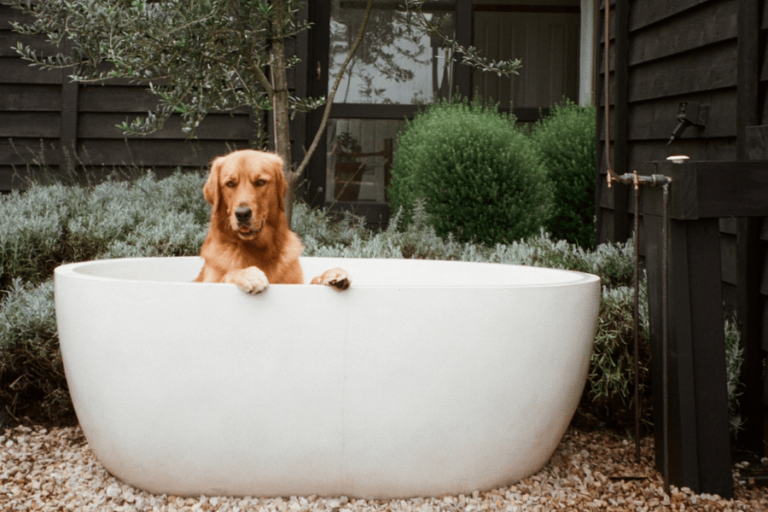 The Lodge Dogs 900600 14 768x512