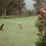 The Lodge Dogs 900600 16 150x150