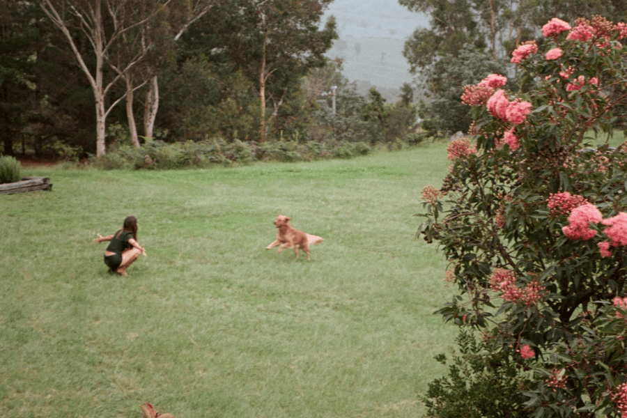 The Lodge Dogs 900600 16