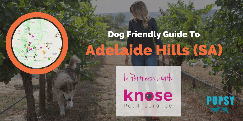 dog-friendly-adelaide-hills-knose