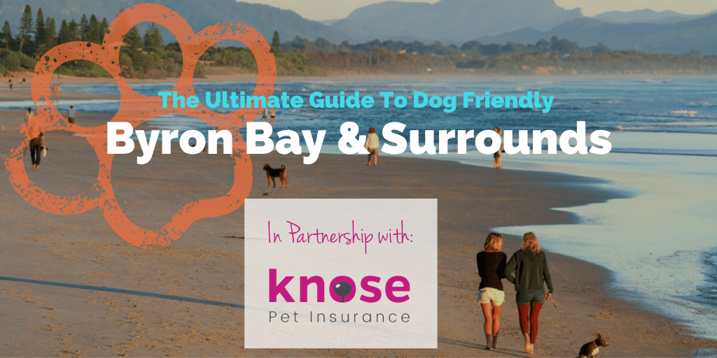 dog-friendly-byron-bay-knose