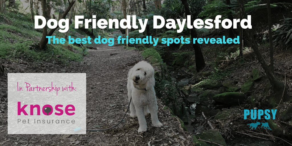 dog-friendly-daylesford-knose