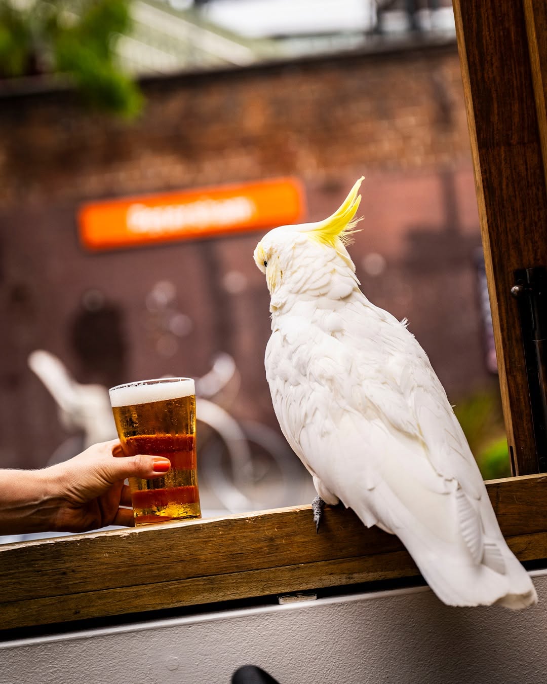 White Cockatoo 10