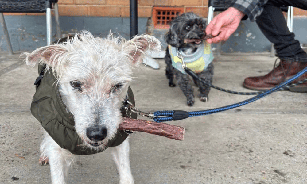 cafe dog treats