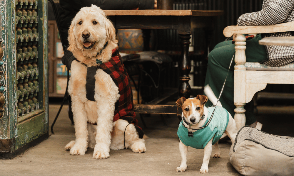 dog friendly cafe