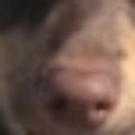 Profile picture of Bonnie Boy