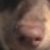 Profile picture of Bonnie Boy