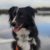 Profile picture of Marshal