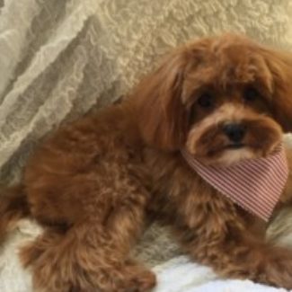 Profile picture of Tilly