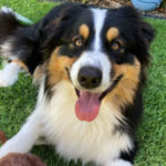 Profile picture of Angus