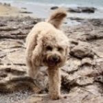 Profile picture of Bentley