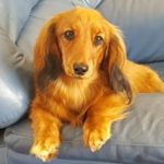 Profile picture of Frankie