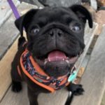 Profile picture of Kumu