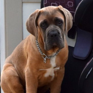 Profile picture of Nitro