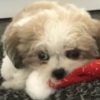 Profile picture of Scout