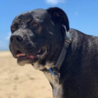 Profile picture of Kobi