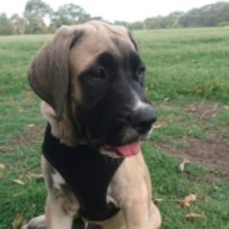 Profile picture of Archie