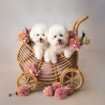 Profile picture of Bella & Loki