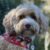 Profile picture of Milo