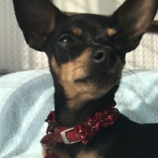 Profile picture of Ellie May- Prague Ratter