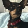 Profile picture of Ellie May- Prague Ratter