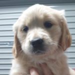 Profile picture of Willow