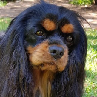 Profile picture of Hermione Granger