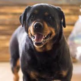 Profile picture of Dog Lover