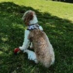 Profile picture of Mokoh