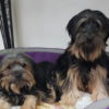 Profile picture of Angus & Dougall