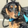 Profile picture of Dash