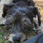 Profile picture of Panda & Willow