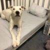 Profile picture of Koda