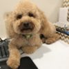 Profile picture of Biscuit