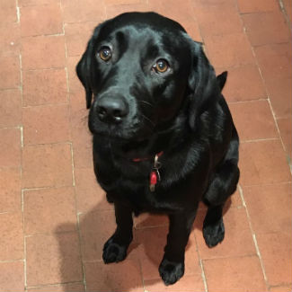 Profile picture of Pango