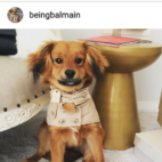 Profile picture of Balmain