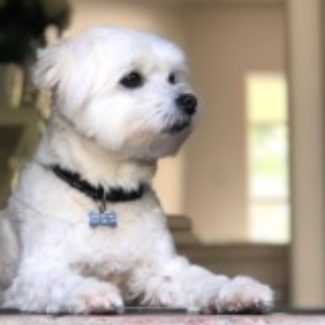 Profile picture of Ace