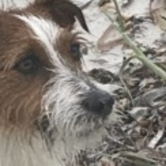 Profile picture of Joey