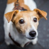 Profile picture of Pinchos Pooch