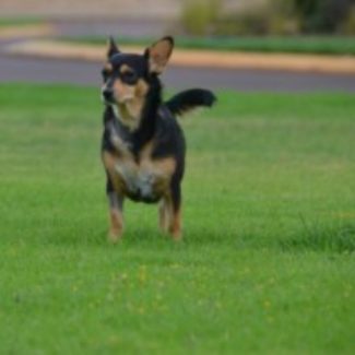 Profile picture of Caroline@cradleforestinn.com.au