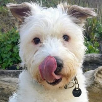 Profile picture of Iggy