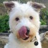 Profile picture of Iggy
