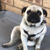 Profile picture of Chug